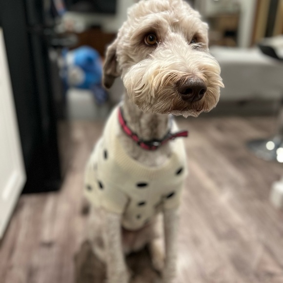 Gap polka dog sweater size M dog, not included lol 😂 behehe - Picture 2 of 7